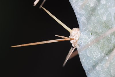 Epine de cactus_4316224349_l.jpg